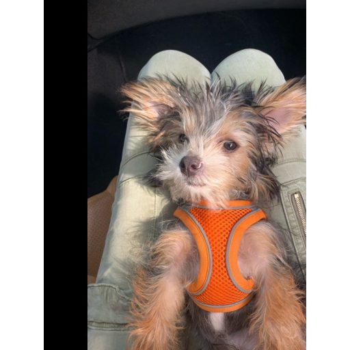 Macskahám pórázzal