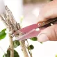   Precíziós Bonsai Metszőolló - Rozsdamentes Acél Kerti Olló Növényekhez, Virágokhoz és Rügyekhez