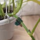20db Orchidea Clip