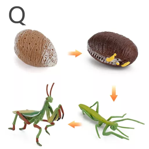 Életciklus Modell - oktató játék