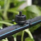   50db Vegyes Színű Nyomáskompenzációs Csepegtető Öntöző