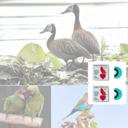 Madársíp Kék - 2 db - Madár síp